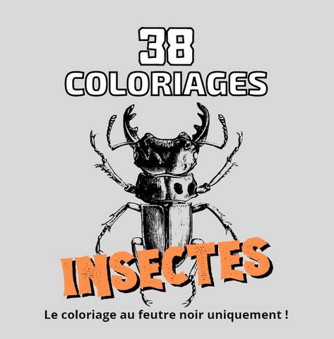 coloriage insectes