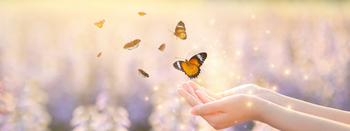 papillons